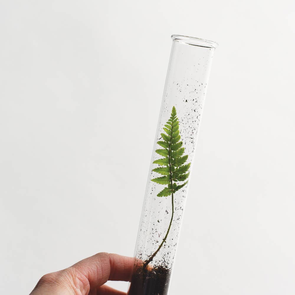 Monarchs Pencil Terrarium, Set of 5 Pencils