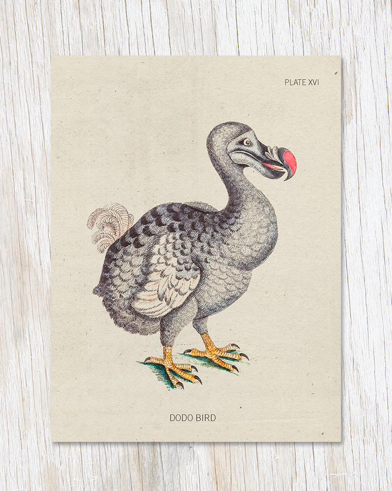 COGNITIVE SURPLUS Dodo Bird Specimen Greeting Card