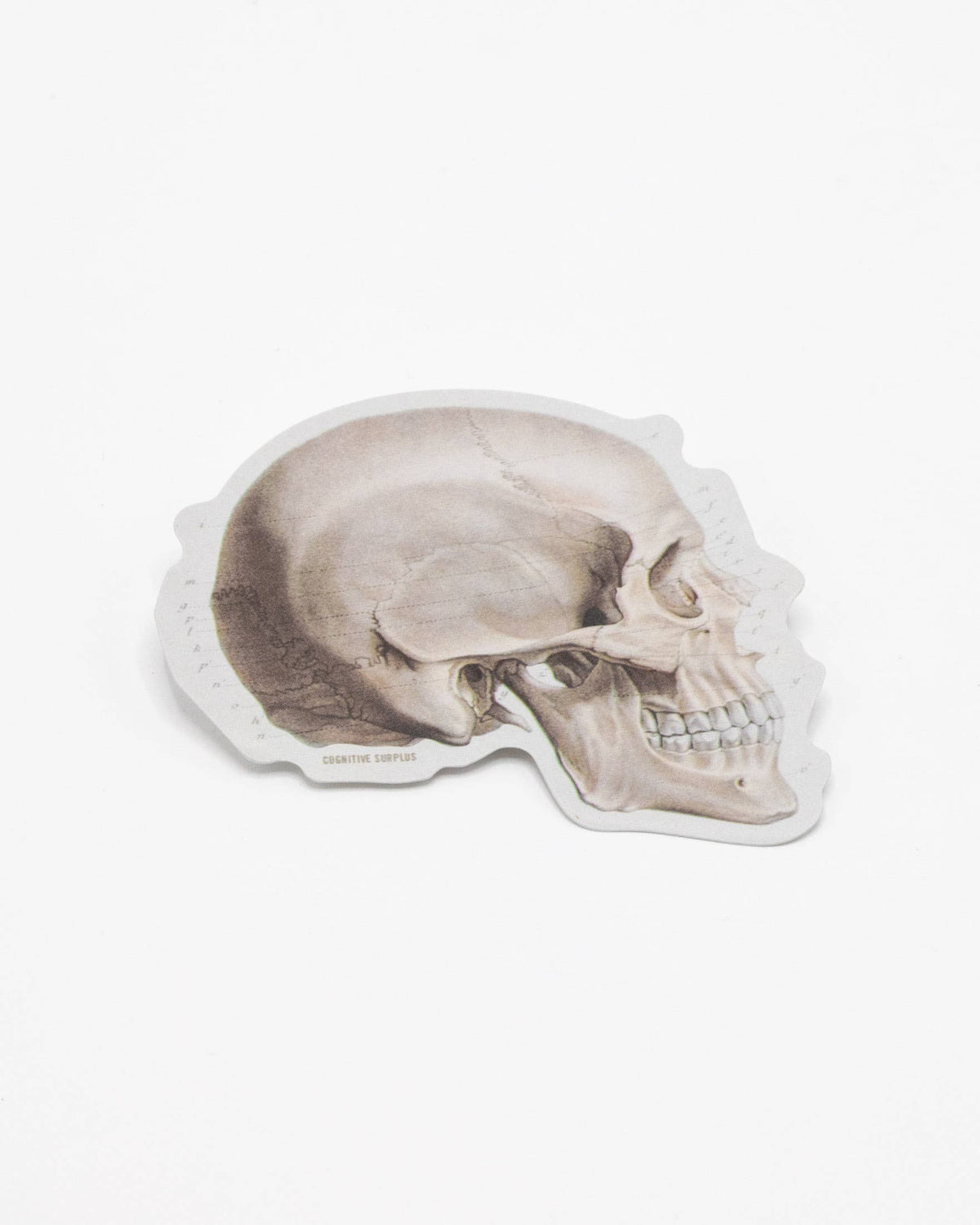 COGNITIVE SURPLUS Side Profile Skull Sticker